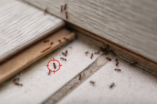 Best Residential Pest Control  in Astia, OR