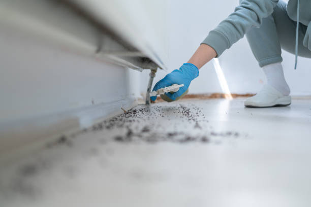 Best Termite Control Services  in Astia, OR